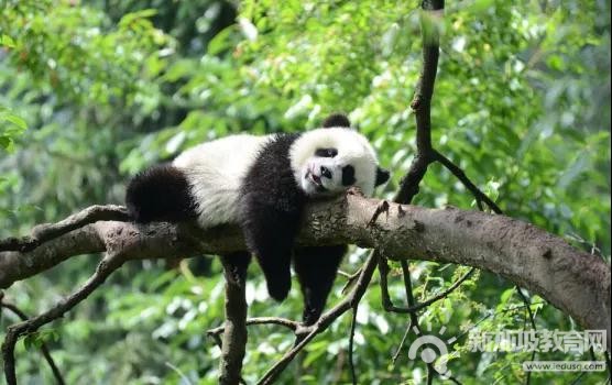 即将满百日，新加坡大熊猫宝宝会爬了！名字将在12月由新中两国一同公布